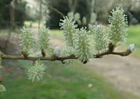  Reconnaissance des végétaux ligneux à partir de leurs bourgeons, écorces et ports