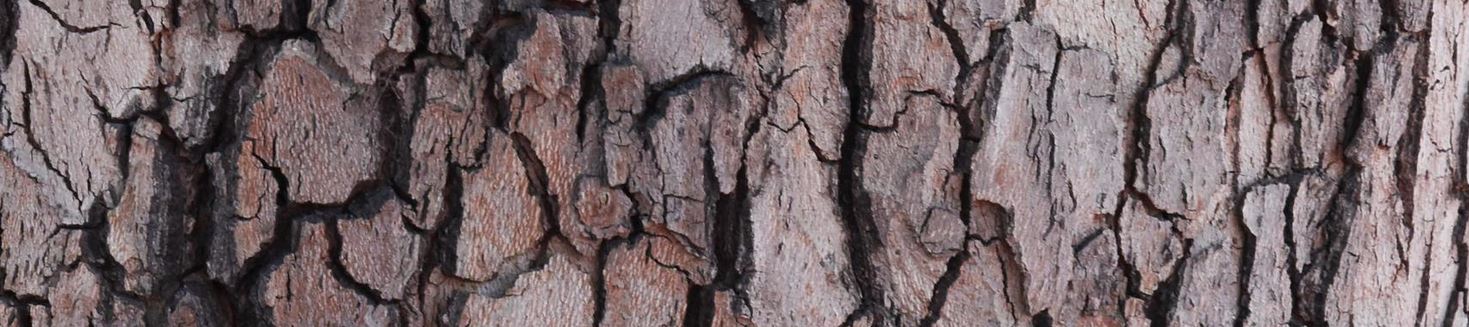 Bourgeons, écorces et silhouettes : découvrir les végétaux ligneux au Parc de la Vallée Mettray