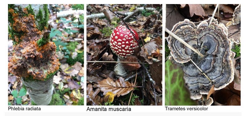 Exposition Champignons et Lichens