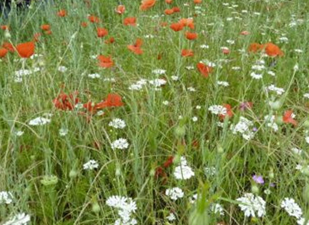 Découverte de la flore messicole en disparition dans les champs cultivés