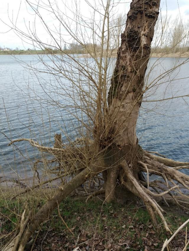 Bois Chétif, forêt alluviale des bords de Loire