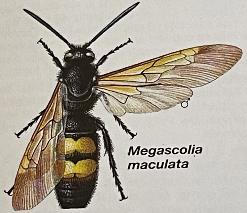 https://www.botamyco37.com/medias/sorties-botaniques/27-08-2021/megascolia-maculata-2.jpg
